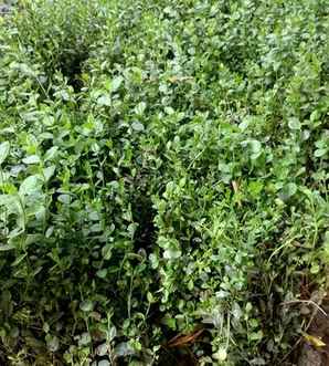 小叶扶芳藤价格，小叶扶芳藤的用途
