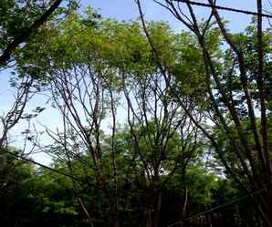 丛生五角枫挖树现场，丛生五角枫种植基地