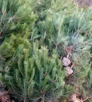 油松是什么植物，水杉樟树油松哪个是我国珍稀植物