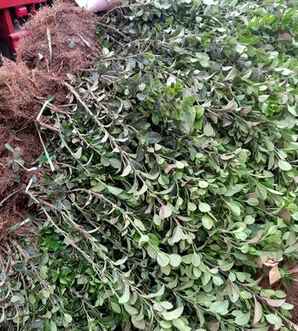 胶东卫矛种植基地，灞变笢鍗煕绉嶆鍩哄湴