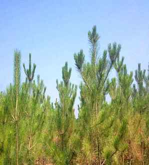 油松是什么植物，水杉樟树油松哪个是我国珍稀植物