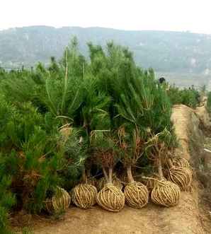 油松是什么植物，水杉樟树油松哪个是我国珍稀植物