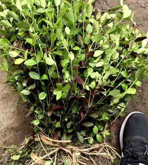 小叶扶芳藤价格，小叶扶芳藤的用途