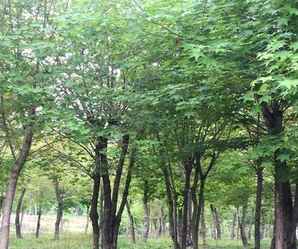 丛生五角枫挖树现场，丛生五角枫种植基地