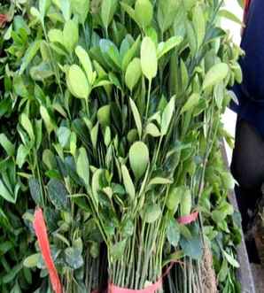 胶东卫矛种植基地，灞变笢鍗煕绉嶆鍩哄湴