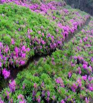 野生杜鹃花春鹃，春鹃的生长环境