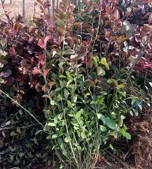 胶东卫矛种植基地，灞变笢鍗煕绉嶆鍩哄湴