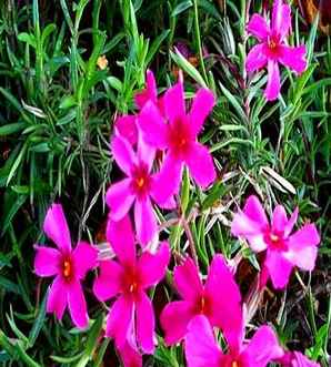 芝樱的基地在哪，陕西芝樱花杯苗批发基地