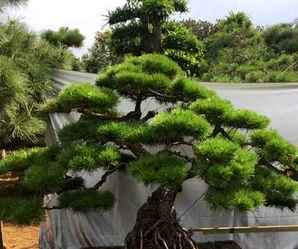 黑松丛林式盆景图片，黑松盆景的制作时间