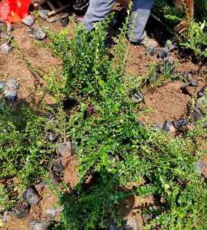 平枝栒子怎么种，平枝栒子下山桩用沙种行吗
