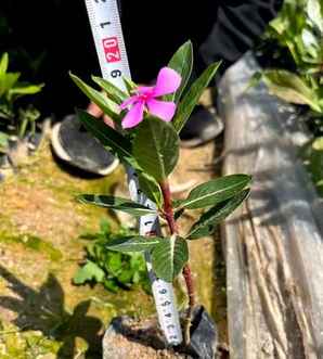 长春花那里有售卖，长春花种子哪儿有售卖
