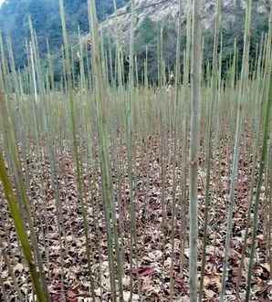 油桐苗多少钱一棵，油桐树苗什么价格