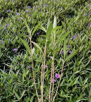 紫花翠芦莉的养殖环境，紫花翠芦莉种植间距