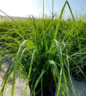狼尾草是草本植物吗，狼尾草是水生植物