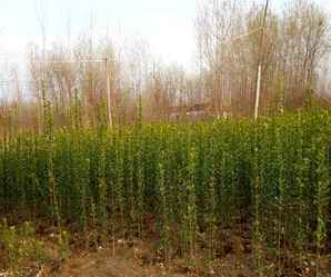 北海道黄杨种植固定方法，北海道黄杨的种植方法