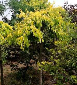 垂榆繁殖技术视频，垂榆种植技术