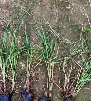 狼尾草是草本植物吗，狼尾草是水生植物