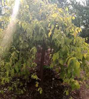 垂榆和什么植物搭配，垂榆搭配什么树种植好看