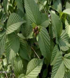 棣棠适合种植在什么地方，棣棠冬天可以种植吗
