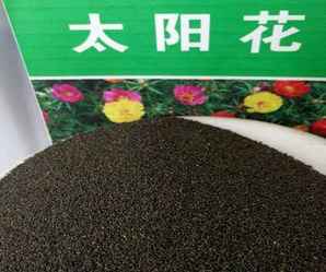 太阳花几月份撒种子，太阳花种子哪里的好