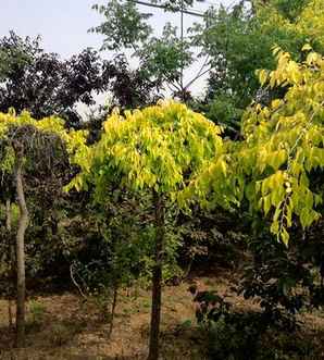 垂榆和什么植物搭配，垂榆搭配什么树种植好看