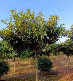 枇杷种植前景，枇杷种植条件