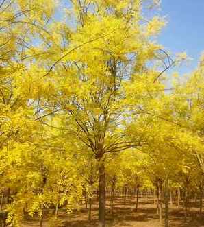 娴欐睙閲戝彾鍥芥，金叶国槐批发