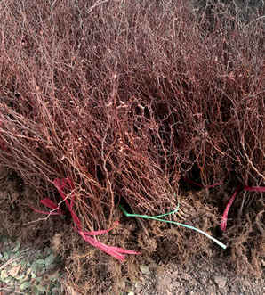 红叶小檗怎么种植，内蒙红叶小檗种植基地