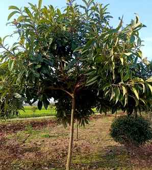 枇杷果核种植，枇杷种植时间