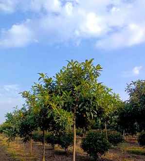 枇杷种植方法和注意事项，无核枇杷种植前景怎么样