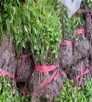 花石榴价格八公分，花石榴价格