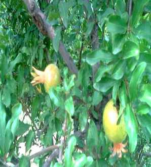 花石榴价格八公分，花石榴价格