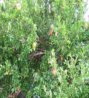 花石榴价格八公分，花石榴价格