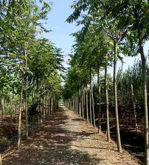 千头椿好活吗，千头椿15公分价格