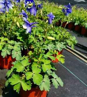 耧斗菜哪里收购，江苏耧斗菜出售