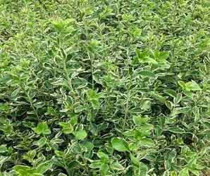 金叶卫矛苗前景，今年卫矛小苗价格如何
