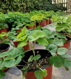 耧斗菜哪里收购，江苏耧斗菜出售