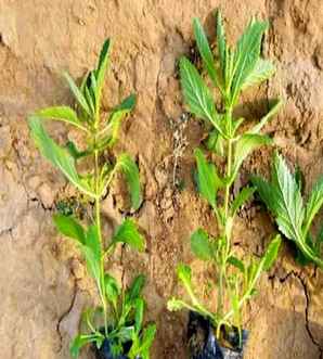 马鞭草植物小苗基地地址，新疆柳叶马鞭草小苗基地种植