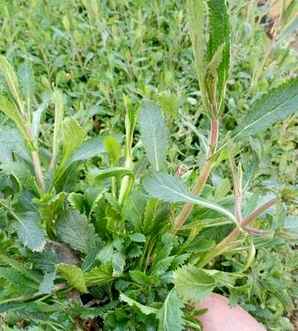 马鞭草植物小苗基地地址，新疆柳叶马鞭草小苗基地种植