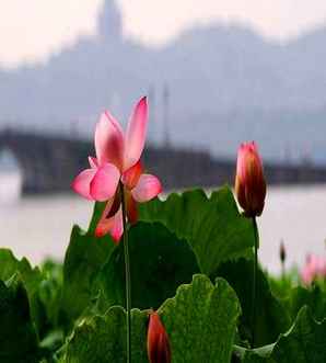 市花为什么是荷花，荷花是哪个市的市花