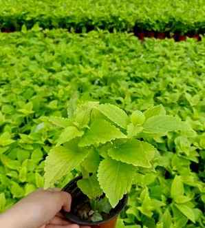 紫苏小苗与菠菜苗区别，紫苏种植小苗哪里最好
