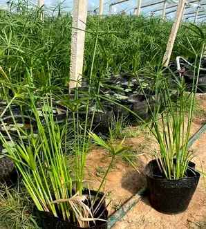 旱伞草一平米可以种植多少棵，旱伞草种植方法和注意事项