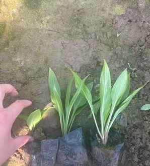 湖南紫花玉簪小苗价格，紫花玉簪种子怎么种植