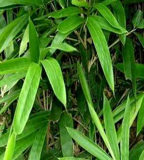 箬竹茎特征，箬竹的基本形态