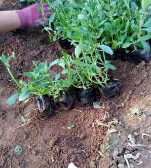 马鞭草植物小苗基地在哪里，马鞭草小苗哪里有