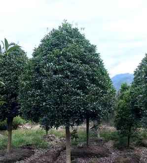 桂花树价格介绍