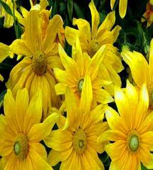 宿根花卉新品种介绍金光菊，金光菊是宿根花卉吗