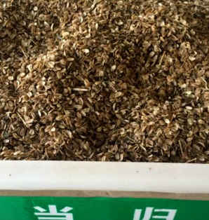 当归种子价格