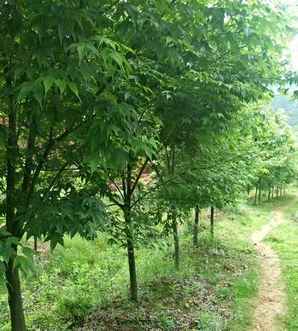 青枫种植后可以嫁接红枫吗，红枫能嫁接在青枫树桩上