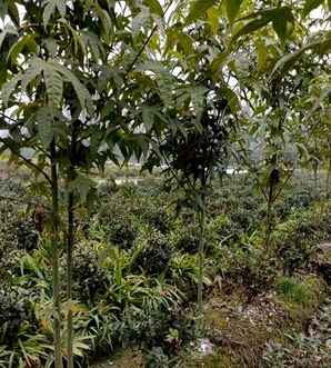 青枫种植后可以嫁接红枫吗，红枫能嫁接在青枫树桩上